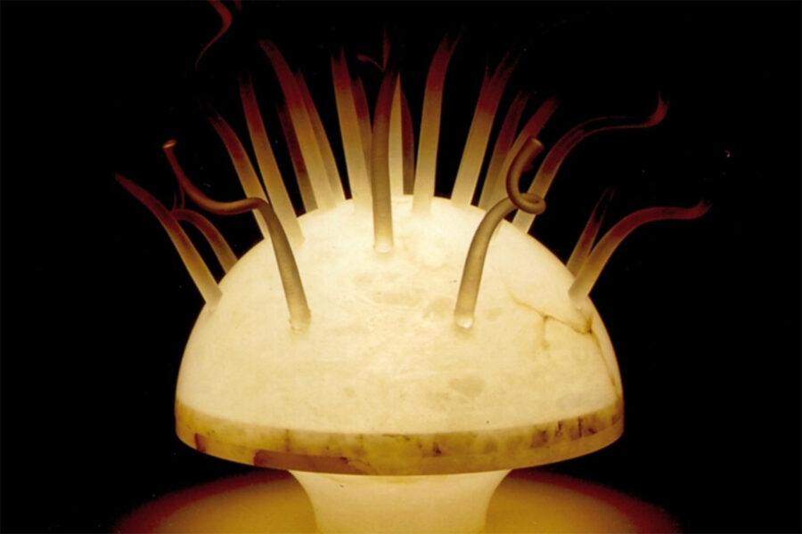 Bottega artigiana Marco Ricciardi