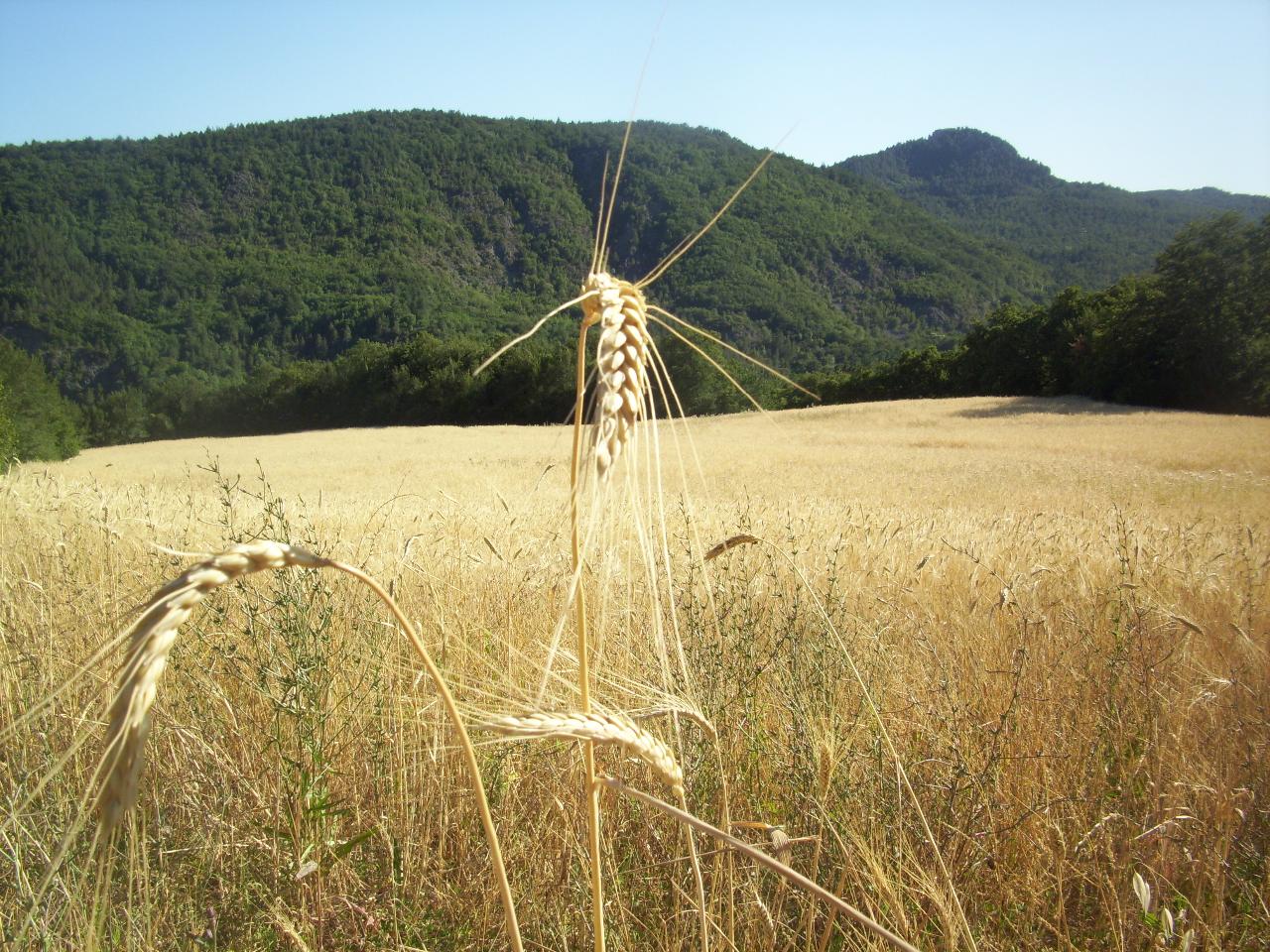 Gorfini Giuliano Azienda Agricola